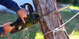 How Our Tree Care Process Works  in  Plattsburgh West, NY