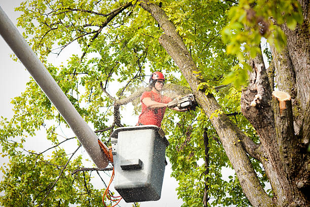 Best Tree Preservation Services  in Plattsburgh West, NY