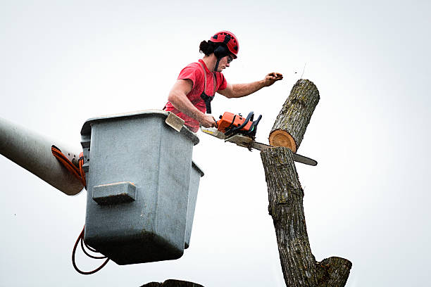 Best Tree Removal  in Plattsburgh West, NY