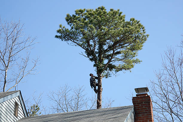 Best Seasonal Cleanup (Spring/Fall)  in Plattsburgh West, NY